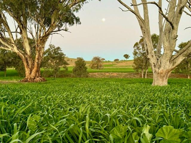 Cottage for sale in Coolah, New South Wales