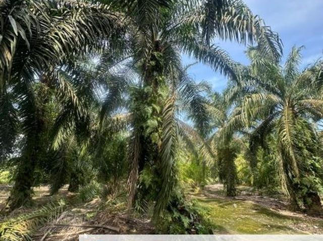 Shop for sale in Pekan Nanas, Johor