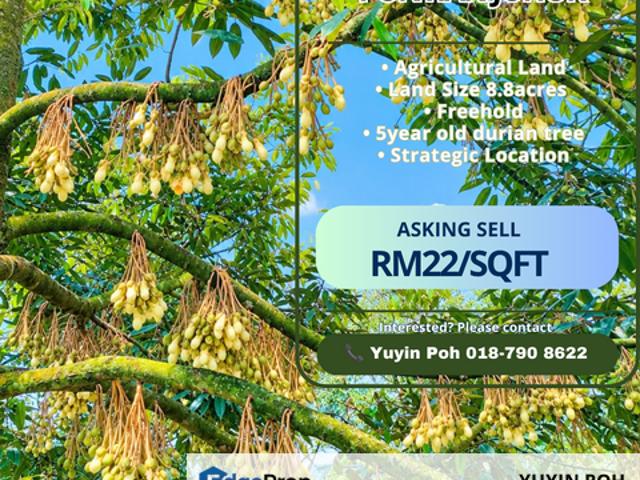 Shop for sale in Pekan Nanas