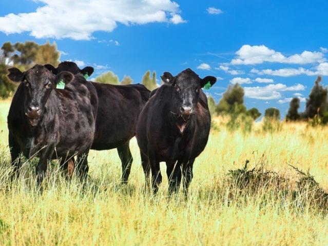 Cottage for sale in Roma, Queensland