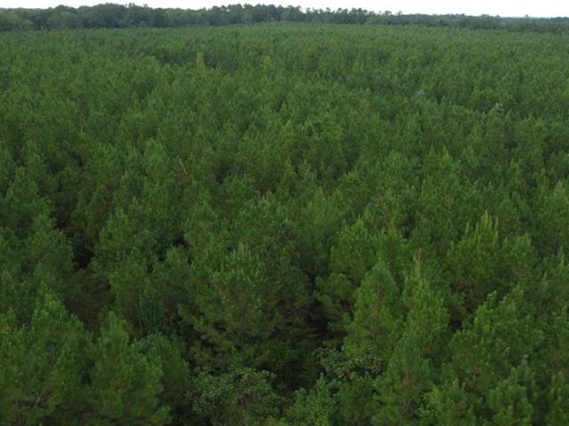 Land for sale in Franklinton, Washington Parish