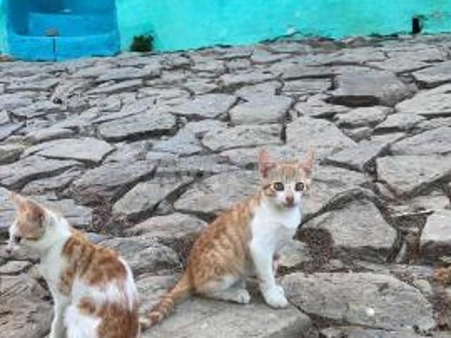 Propriété vente à Tétouan, Tanger-Tétouan