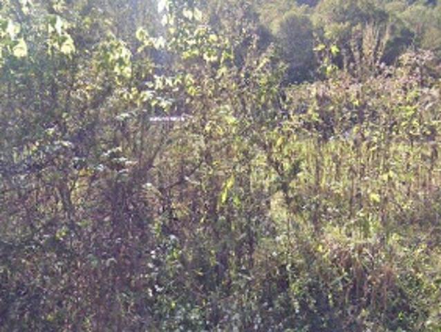 Land for sale in Jodie, Fayette County