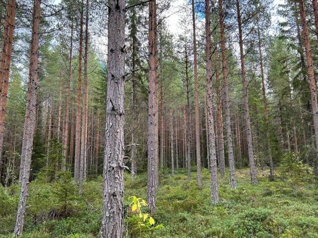 Bostad till salu i Orsa, Dalarna