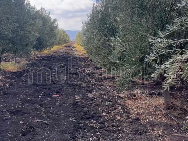 Ferme vente à Sidi Qacem