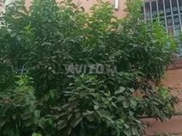 Maison vente à Marrakech, L'Oriental