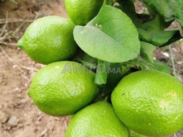 Propriété vente à Sidi Allal El Bahraoui