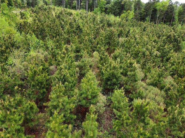 Land for sale in Kilgore, Texas