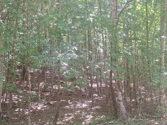Land for sale in Morganton, Georgia
