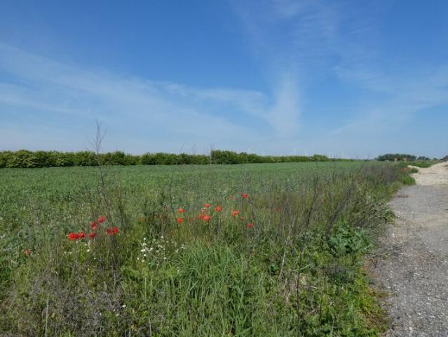 Grundstück kaufen in Gattendorf, Burgenland