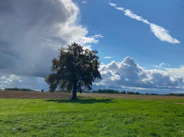 Landwirtschaft kaufen in Mellau, Vorarlberg