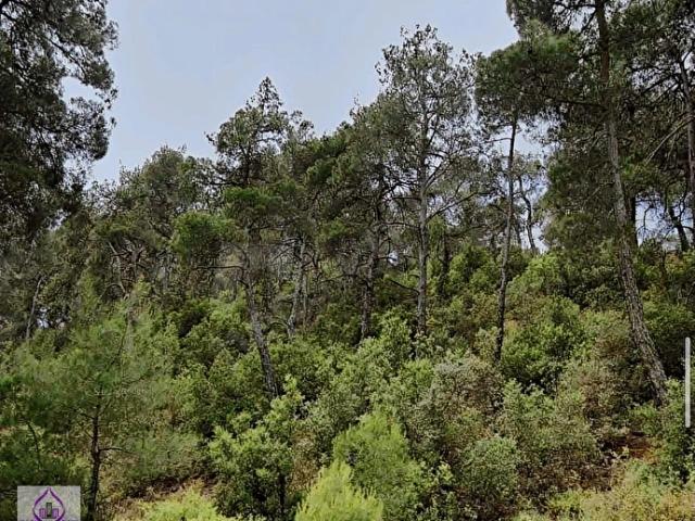 Sofular Mahallesi, Saray içerisinde satılık Arsa