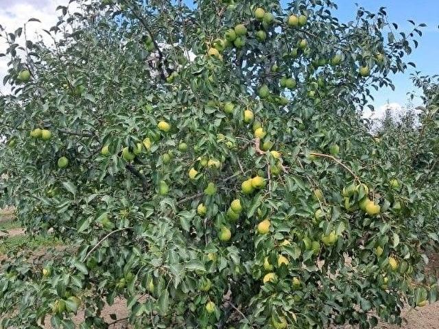 Yeşilhisar, Kayseri içerisinde satılık mülk