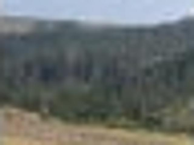 Land for sale in Kawau Island