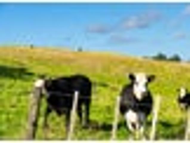 Land for sale in Northland