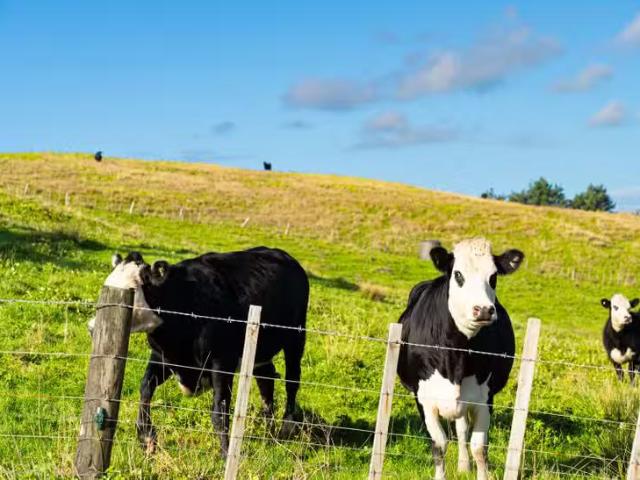 House for rent in Kaiwaka, Northland