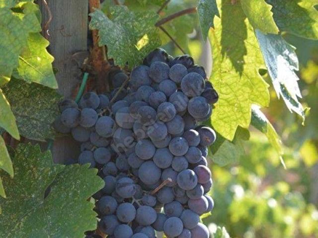 Ankara Merkez, Ankara içerisinde satılık Arsa