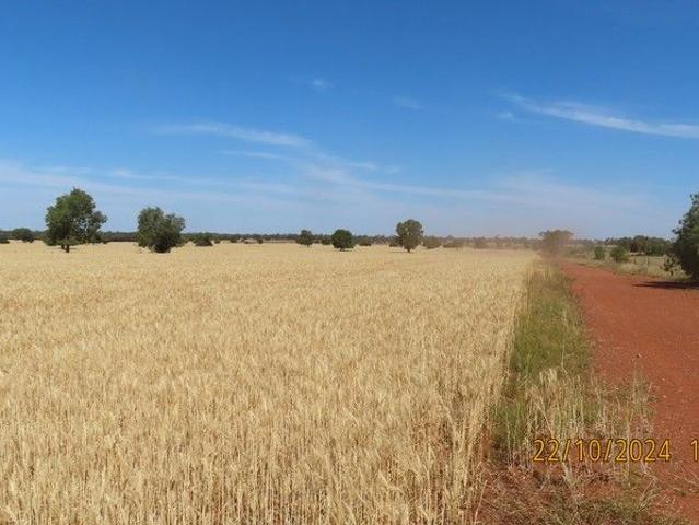 Acreage for sale in Bogan, New South Wales