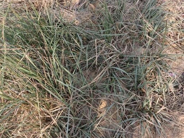 Land for sale in Unnao, Arunachal Pradesh