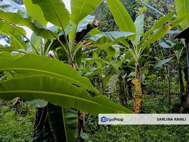 House for sale in Perak, Gajah