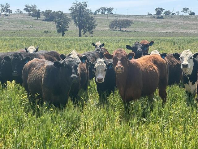 Acreage for sale in Gunnedah, New South Wales