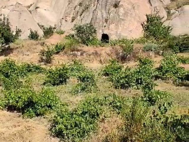 Ürgüp, Nevşehir içerisinde satılık Arsa