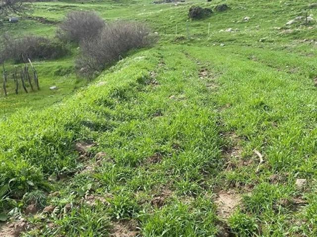 Karaburun, İzmir içerisinde satılık mülk