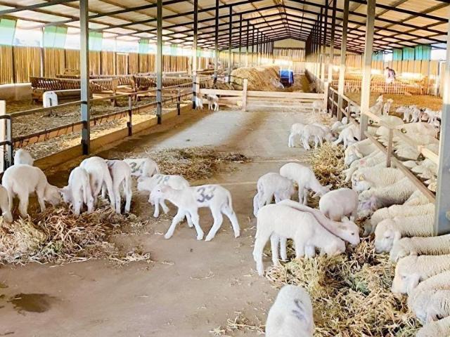 Karacabey, Bursa içerisinde satılık Fabrika