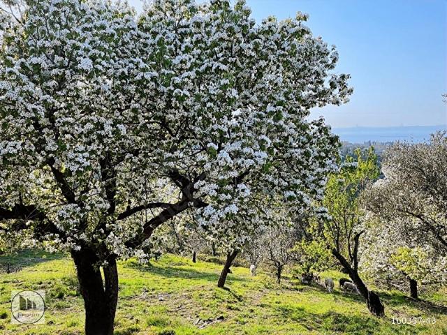 Karamürsel, Kocaeli içerisinde satılık mülk