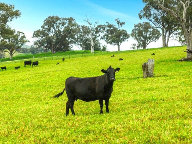 Acreage for sale in Woodstock, New South Wales