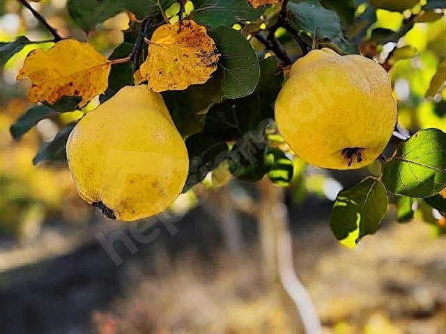 Kavaklidere, Muğla içerisinde satılık Arsa