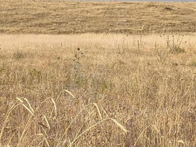 Develi, Kayseri içerisinde satılık Arsa
