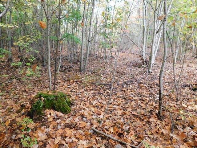 Land for sale in Orono, Maine