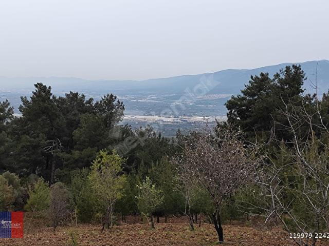 Hürriyet Mahallesi, Kemalpaşa içerisinde satılık mülk
