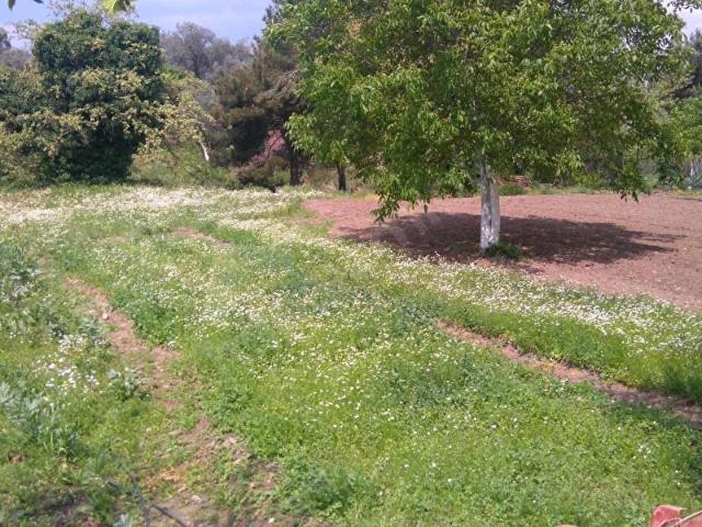 Kemalpaşa, İzmir içerisinde satılık mülk