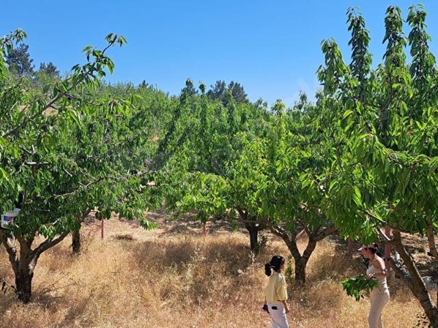 Kemalpaşa, İzmir içerisinde satılık Arsa