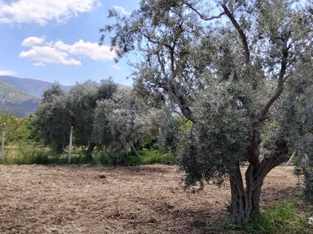 Kemalpaşa, İzmir içerisinde satılık mülk