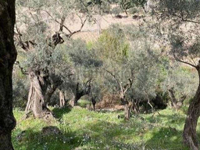 Kemalpaşa, İzmir içerisinde satılık mülk
