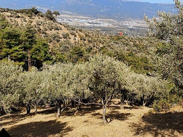 Kemalpaşa, İzmir içerisinde satılık mülk