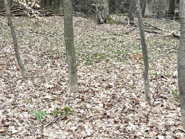 Land for sale in Cadillac, Michigan