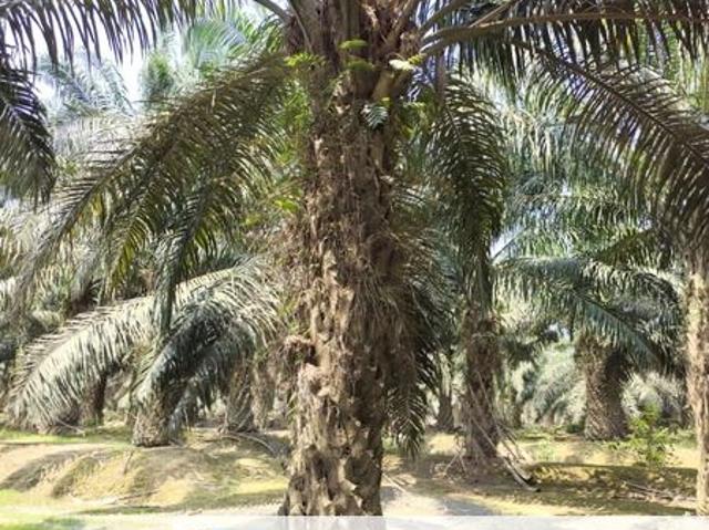Shop for sale in Rompin, Pahang