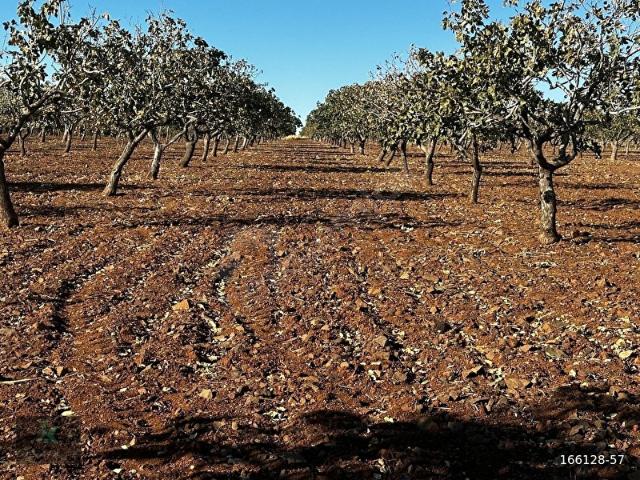 Beşdeli Mahallesi, Oğuzeli içerisinde satılık Arsa
