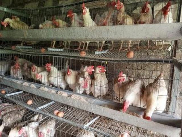 Farm for sale in Harrismith, Free State