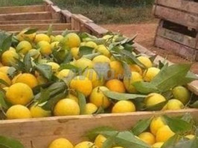 Propriété vente à Sidi Qacem