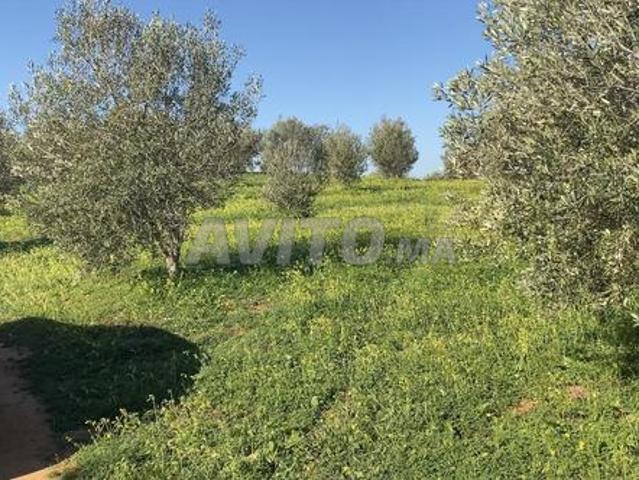 Propriété vente à Sidi Allal El Bahraoui