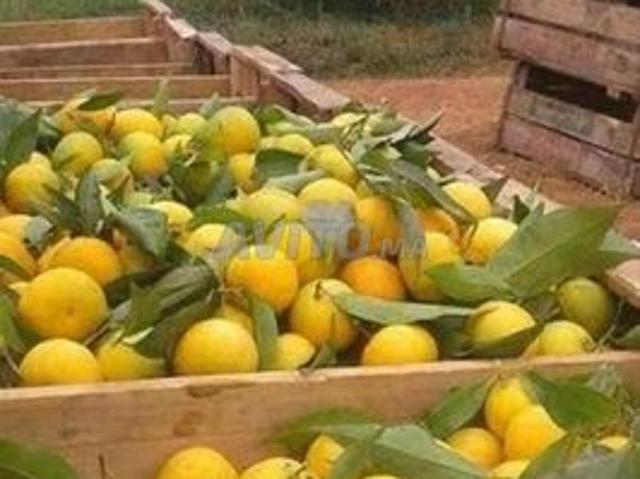 Propriété vente à Sidi Qacem