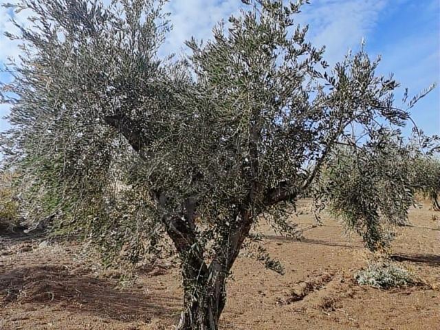 Kilis Merkez içerisinde satılık mülk