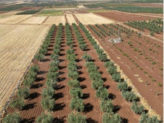 Yavuzlu, Kilis Merkez içerisinde satılık mülk