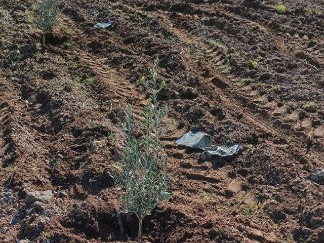 Yavuzlu, Kilis Merkez içerisinde satılık mülk