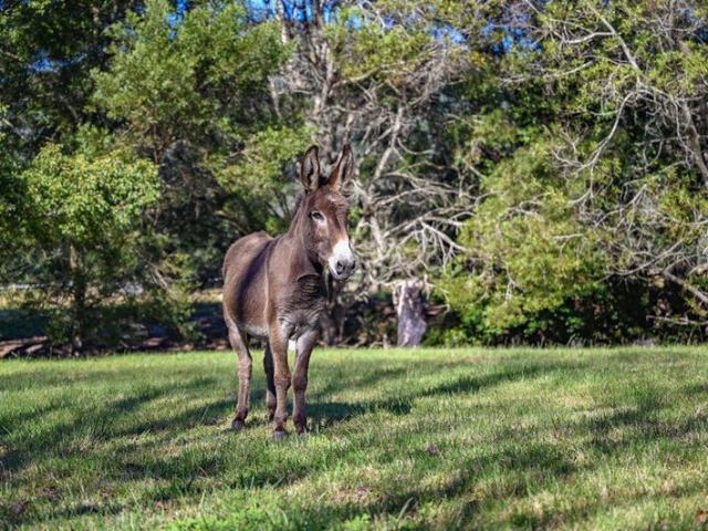 House for sale in Coramba, New South Wales